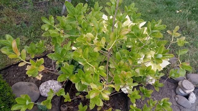 Рододендрон листопадный, Азалия садовая листопадная «Cannon's Double». Все сезоны