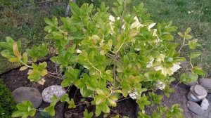 Рододендрон листопадный, Азалия садовая листопадная «Cannon's Double». Все сезоны