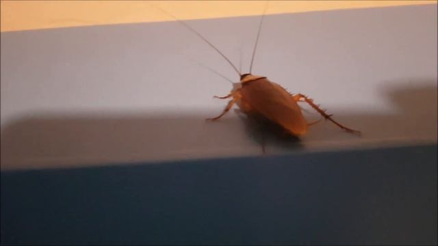 ОГРОМНЫЙ ТАРАКАН в гостиничном номере Тайланда смотреть онлайн