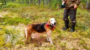 Еще один день в нагонке с русской гончей Сигналом(Плакуней) вл. Шатров В.А.#охота с гончей#hunting