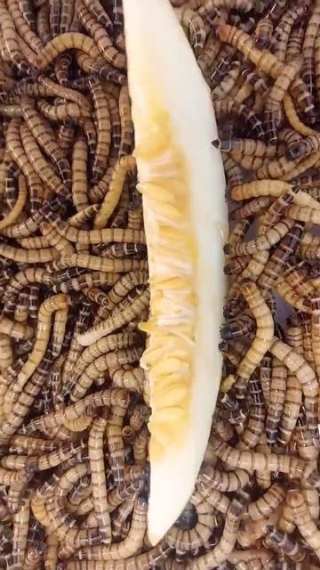 Will the worms want to eat the melon? #eating #insects #superworms смотреть онлайн
