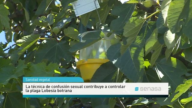 Control biológico de plagas смотреть онлайн