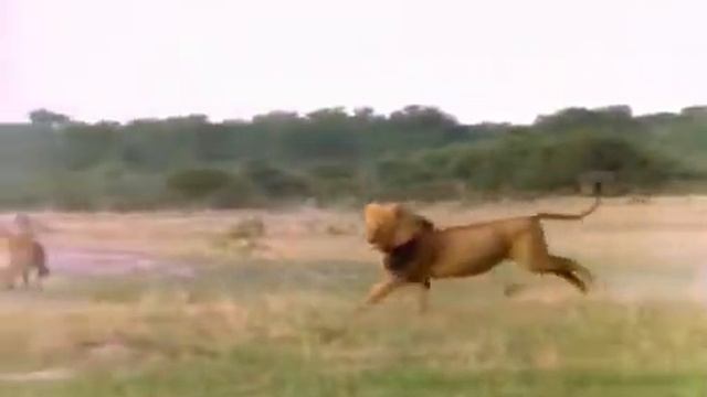 Лев убивает Гиену Жесть! lions kill hyenas смотреть онлайн