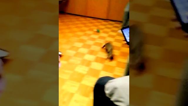 Хорек Жак (2) смотреть онлайн