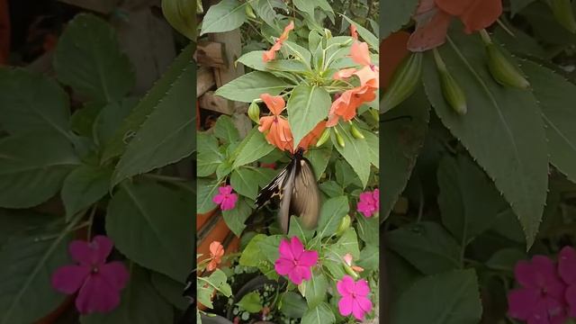 KUPU-KUPU PAPILIO ASCALAPHUS LUCU DAN CANTIK #shortsviral смотреть онлайн