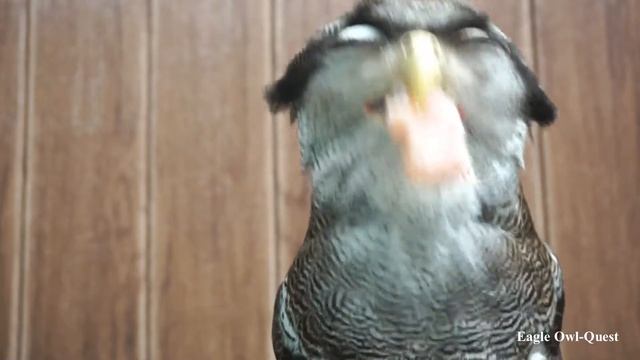 Eagle Owl enjoying her dinner フクロウ ワシミミズク сова сыч филин 雕鸮 猫头鹰 올빼미목 Burung Hantu смотреть онлайн