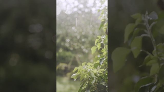 Расслабляющие звуки дождя в лесу, звуки дождя для успокоения #дождь #дождьзвук дождя смотреть онлайн