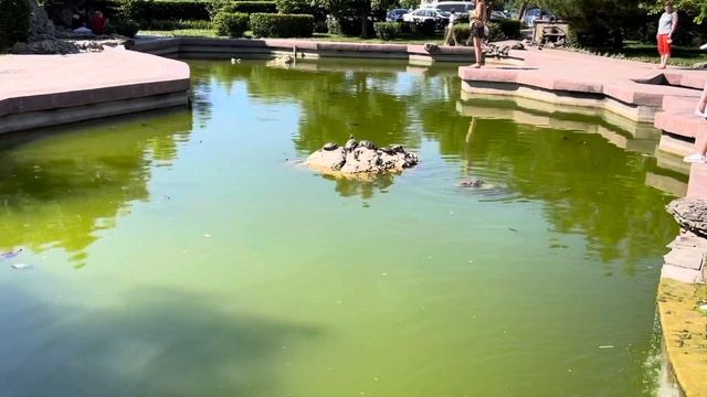 Севастополь озеро с черепашками