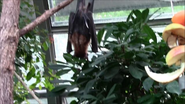 зоопарк Вильгельма Штутгарт, Германия, часть вторая смотреть онлайн