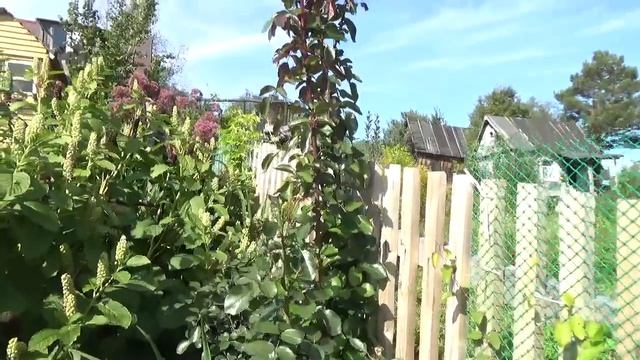 Мой сад ,наначало сентября 3 часть смотреть онлайн