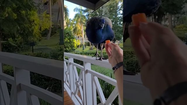 Peafowl 🦚 в отеле Vista Sol Punta Cana. 2023 смотреть онлайн