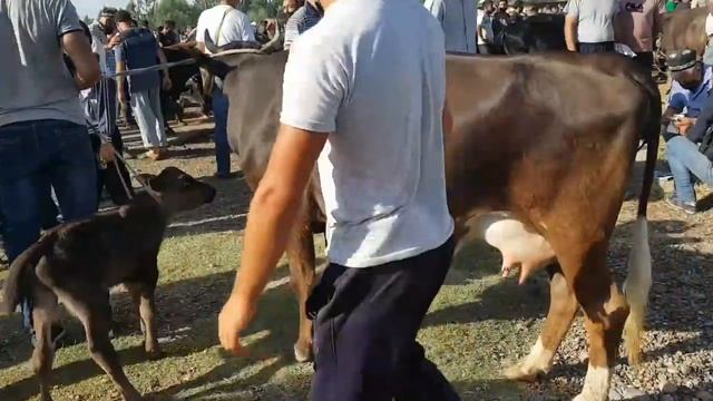 АНДИЖОН БАЛИҚЧИ МОЛ БОЗОРИ НАРХЛАРИ смотреть онлайн