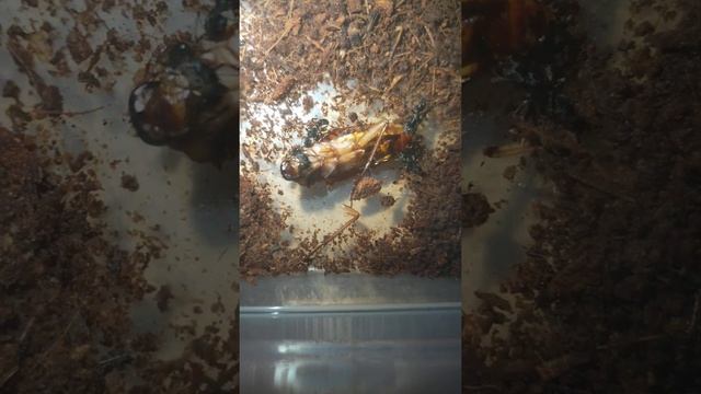 Feeding my Odontoponera a cockroach timelapse! смотреть онлайн