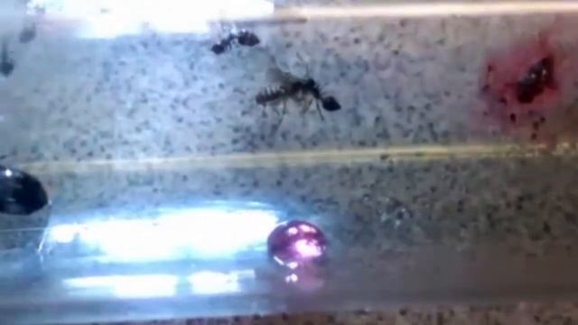 Crematogaster cf. lineolata; Colony B 4/8/20 смотреть онлайн