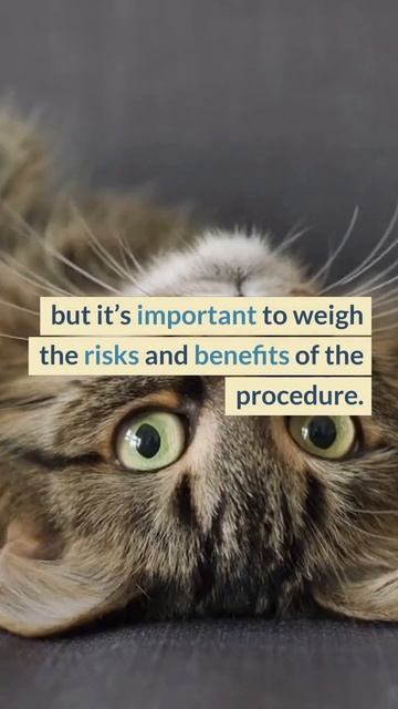 MICROCHIPPING CAN HELP FIND YOUR CAT IF THEY GET LOST #shorts смотреть онлайн