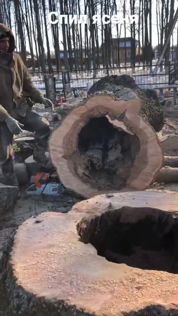 Огромное и пустое дерево смотреть онлайн