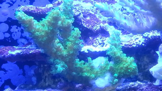 Green fuzzy stick смотреть онлайн