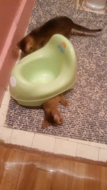 Живой горшок смотреть онлайн