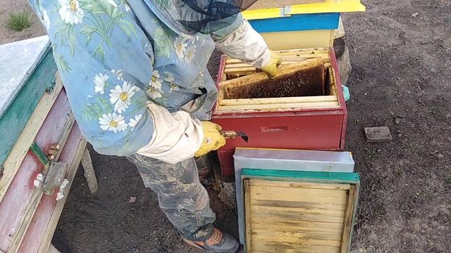 Пчеловодство/ОСМОТР роя/Пчеловодство для начинающих смотреть онлайн