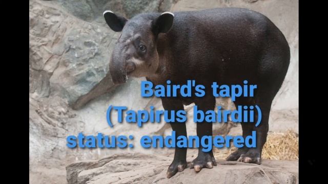 Tapir Species