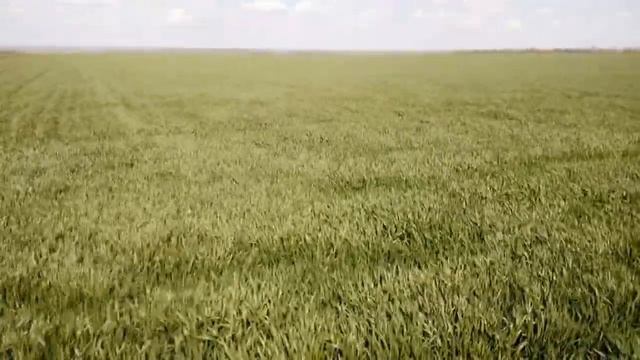 Дожди в помощь озимой пшенице. Обзор состояния пшеницы после рапса смотреть онлайн