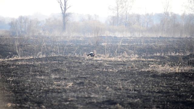 Весна смотреть онлайн