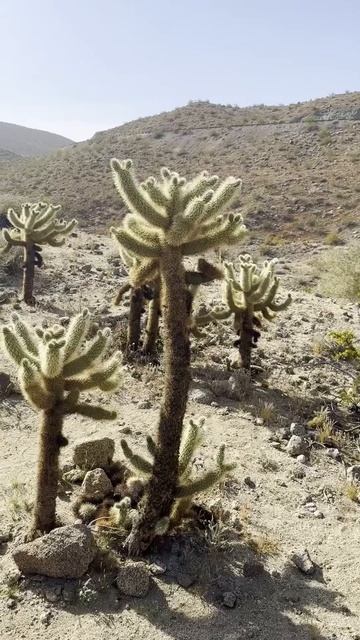#spring #desert #walk #warm #weather #plants #reproduce #blossom #bloom #cactus #nature #beautiful смотреть онлайн