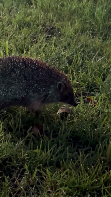 ХИЩНИК ПРОСНУЛСЯ ПОСЛЕ ЗИМНЕЙ СПЯЧКИ смотреть онлайн