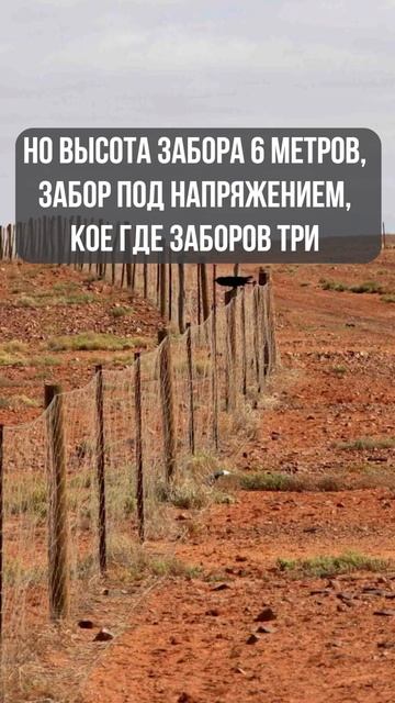 Тайна Австралийских заборов раскрыта смотреть онлайн