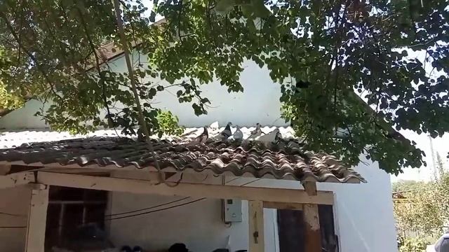 Помогаем пискуну. Helping a pigeon chick. смотреть онлайн