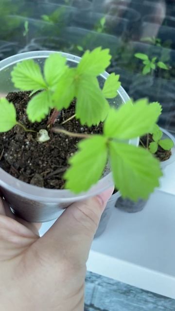 Выращиваю землянику из семян. Саженцам 2 месяца. смотреть онлайн