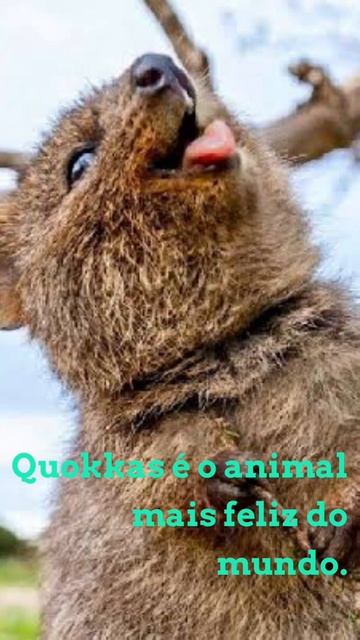 Quokkas - O animal mais feliz do mundo ? #Shorts смотреть онлайн