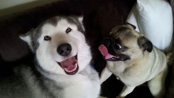 жагель и Кузьмичь