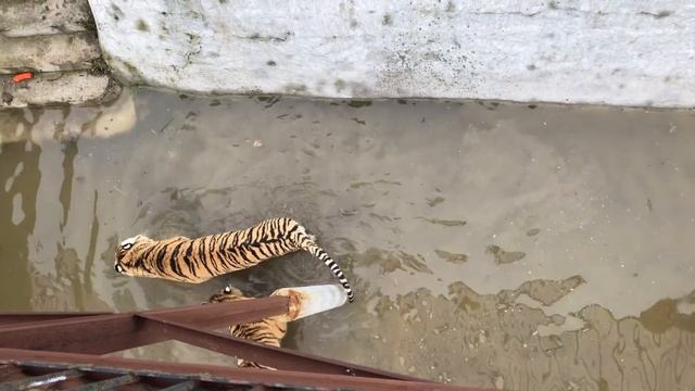Зимние купания тигров смотреть онлайн