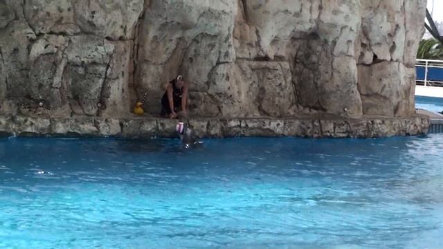 Dolphin Show at Texas State Aquarium смотреть онлайн