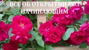 ВСЁ ОБ ОТКРЫТИИ РОЗ. НАЧИНАЮЩИМ