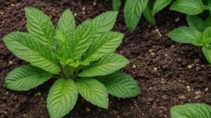 Вермикулит для комнатных растений - Уход за комнатными цветами