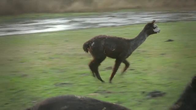 National Justice for Animals Week 2015 смотреть онлайн