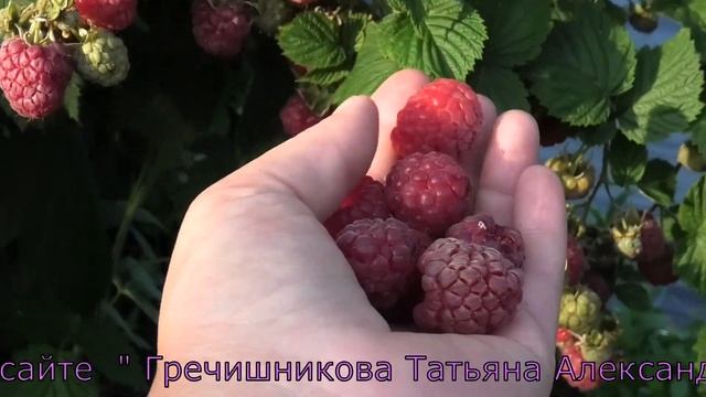 ОКТАВИЯ позднеспелый сорт летней малины смотреть онлайн