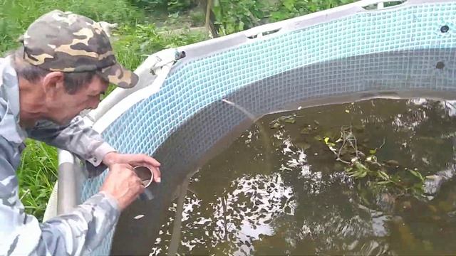 Выращивание личинки карпа. 10-й день. Добавляем в корм дафнию и гаммарус. смотреть онлайн