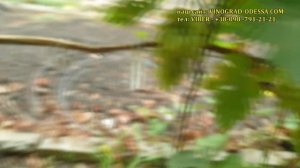 БЕЛЫЕ СОРТА ВИНОГРАДА ПАЛЬЧИКОВЫХ ФОРМ -ЛАМБОРДЖИНИ, КОЗЕРОГ, МАЛЬЧИК СПАЛЬЧИК ,ГОЛД ФИНГЕР, ХУСАЙН