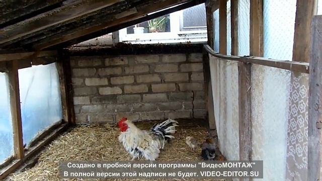 - Премия " Отец года" вручается... смотреть онлайн