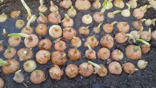 2006.    (30-03-2025),лук севок на зелень