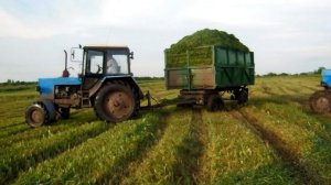 И снова в грязь,возим силос