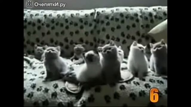 Топ 10 кошек