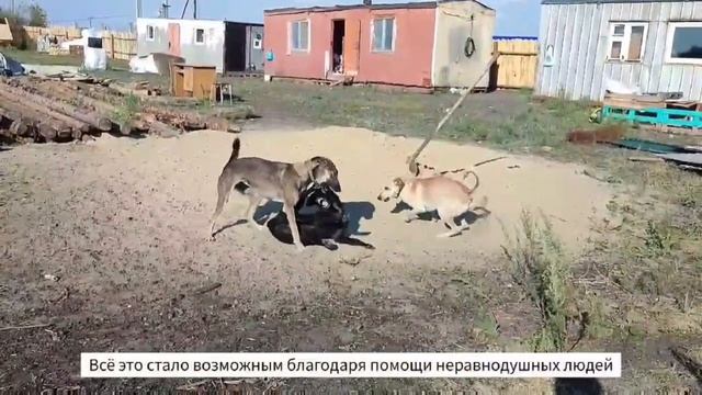 о приюте Шанс смотреть онлайн