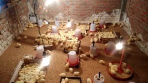 Подготовка помещения для бройлеров, и их размещение.