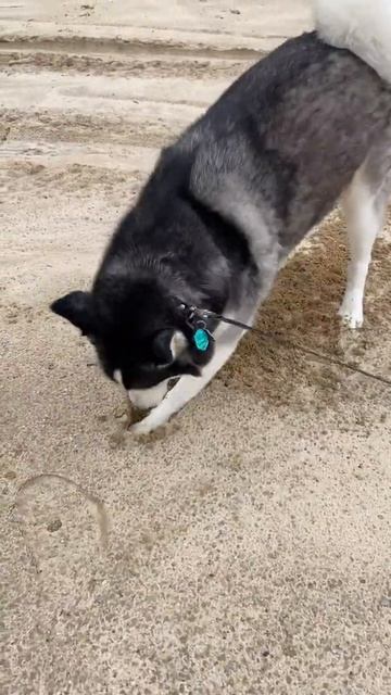 HUSKY DOG GETS THE ZOOMIES!!! *WARNING* смотреть онлайн