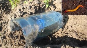 Простое устройство уничтожить весь проволочник на участке