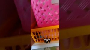 🌷Сквишики✨